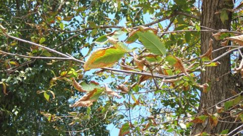 Brûlure bactérienne des feuilles par Xylella fastidiosa. © Brian Olson, Oklahoma State University, Bugwood.org